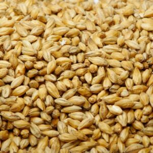 Barley Grain