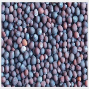 Cotton seed