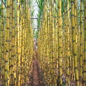 Sugarcane